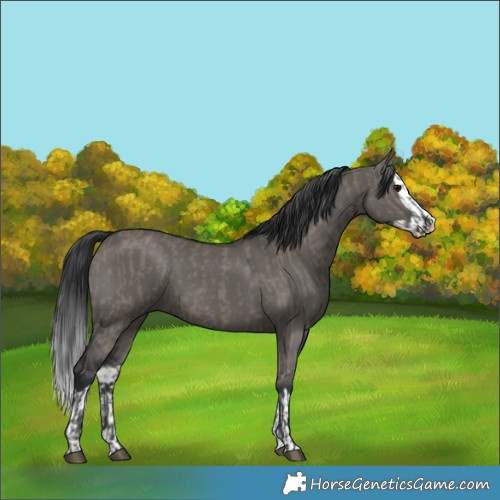 Horse Color:Grullo  and Grullo Splash 