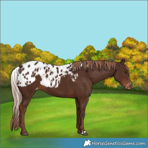 Horse Color:Liver Chestnut Skewed LP Spotted