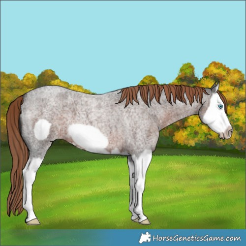 Horse Color:Liver Red Roan Splash Frame 