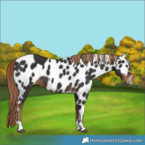 Horse Color:Liver Chestnut Skewed Appaloosa 