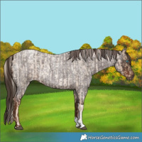 Horse Color:Chocolate Palomino Roan Tobiano and Liver Red Roan Tobiano