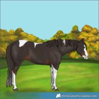 Horse Color:Liver Chestnut Splash Tobiano