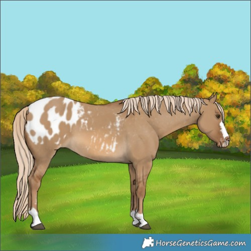 Horse Color:Chocolate Palomino Dun Appaloosa 