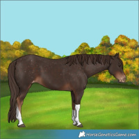 Horse Color:Liver Chestnut Tobiano Varnish 