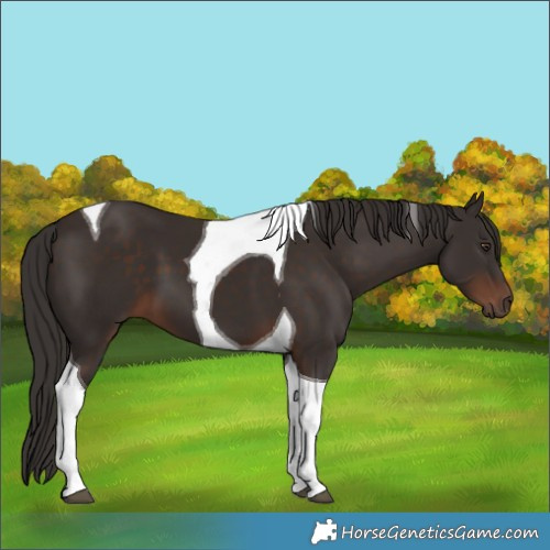 Horse Color:Liver Chestnut Tobiano 