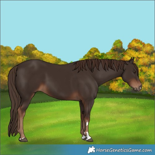 Horse Color:Liver Chestnut