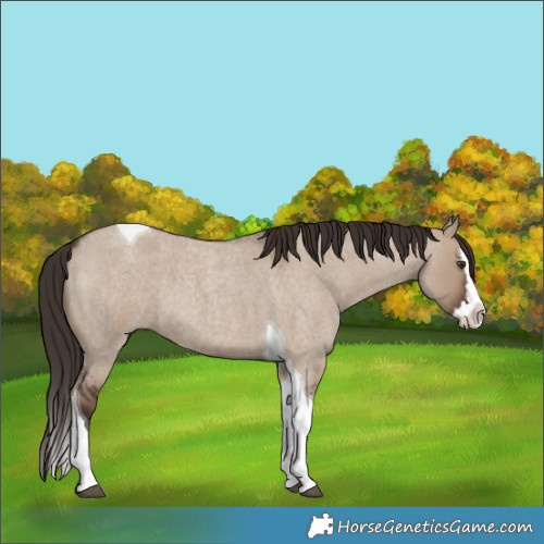 Horse Color:Liver Red Dun Roan Splash Tobiano