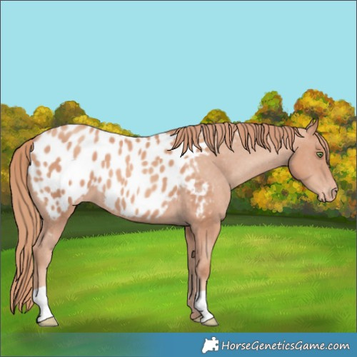 Horse Color:Gold Champagne Blanket 
