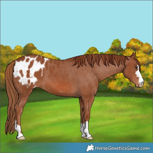 Horse Color:Chestnut Blanket 
