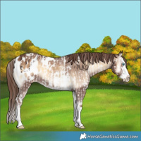 Horse Color:Liver Chestnut Splash Appaloosa and Red Onyx Sabino Splash Appaloosa