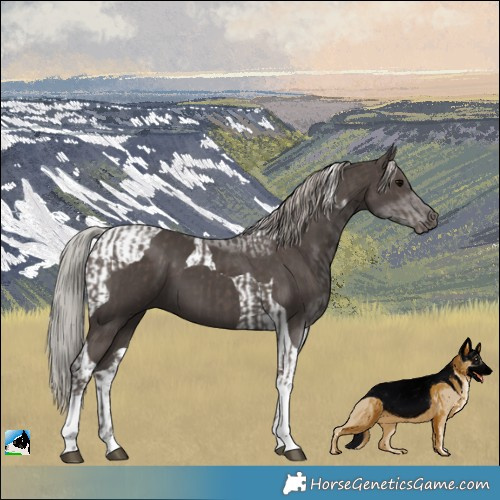 Horse Color:Silver Black Tobiano  and Silver Black Tobiano 