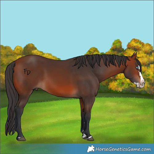 Horse Color:Bay Splash Rabicano 