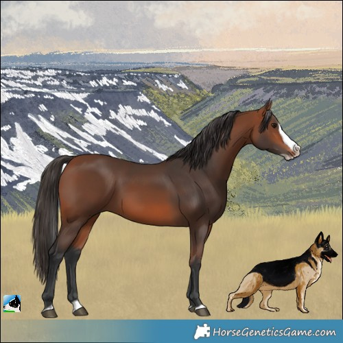 Horse Color:Bay Splash Frame Rabicano