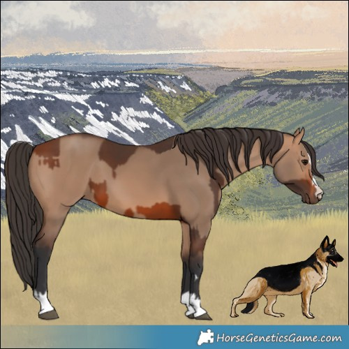 Horse Color:Bay and Bay Dun
