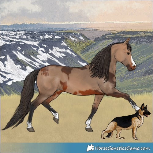 Horse Color:Bay  and Bay Dun 