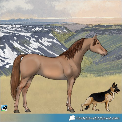 Horse Color:Red Dun 
