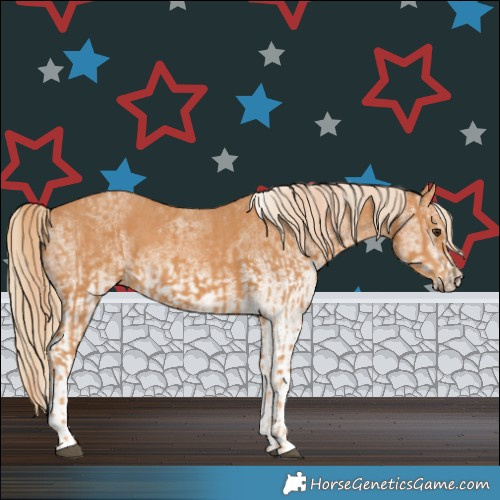 Horse Color:Chestnut  and White Spotted Chestnut 