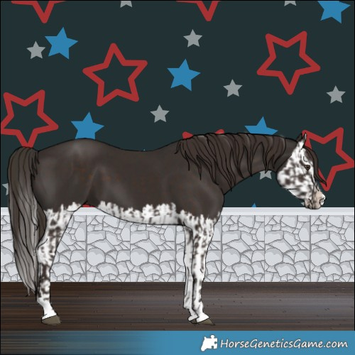 Horse Color:Liver Chestnut  and Liver Chestnut Splash 