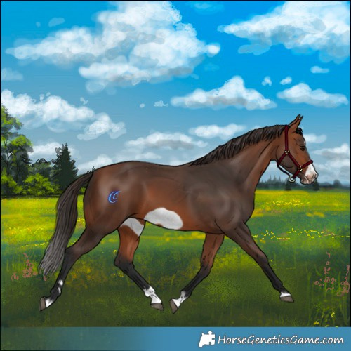 Horse Color:Bay Splash Frame Rabicano