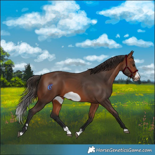 Horse Color:Bay Splash Frame Rabicano