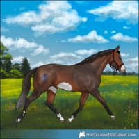 Horse Color:Bay Splash Frame Rabicano 