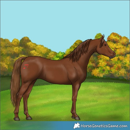 Horse Color:Gray Chestnut 