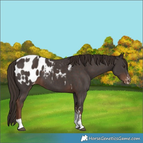 Horse Color:Liver Chestnut Sabino Tobiano Appaloosa 