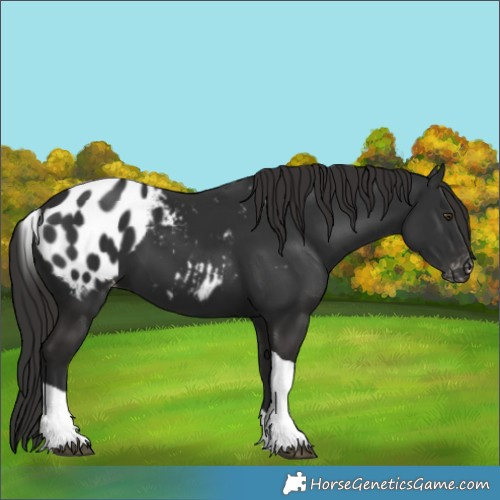 Horse Color:Liver Chestnut Tobiano Appaloosa 