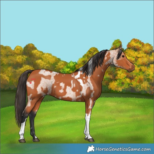 Horse Color:Bay Roan Tobiano and Bay Tobiano