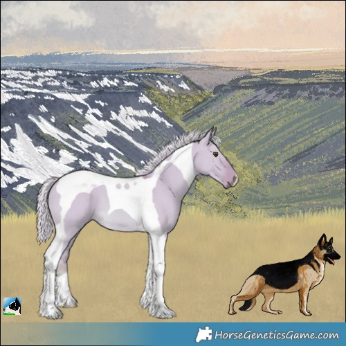 Horse Color:Watercolor Palomino Dun Tobiano 