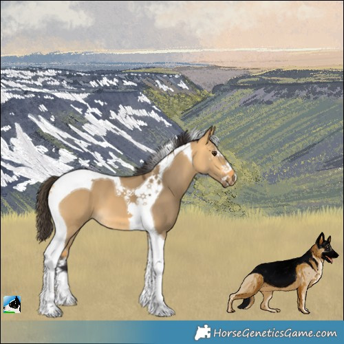 Horse Color:Buckskin Dun Sabino Tobiano 