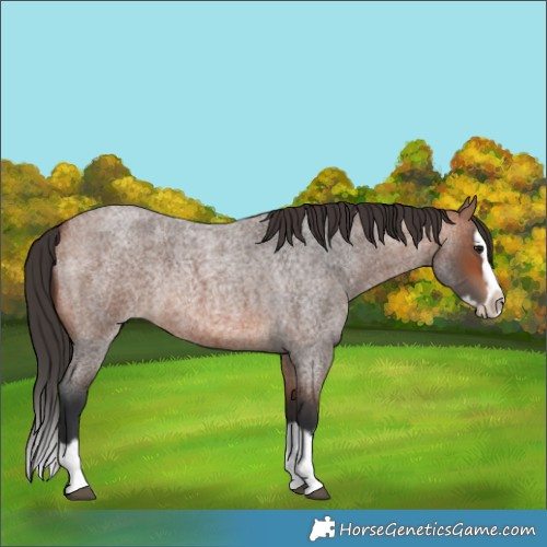 Horse Color:Bay Roan Splash Frame Rabicano