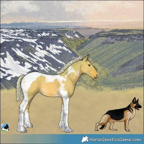 Horse Color:Watercolor Palomino Dun Tobiano