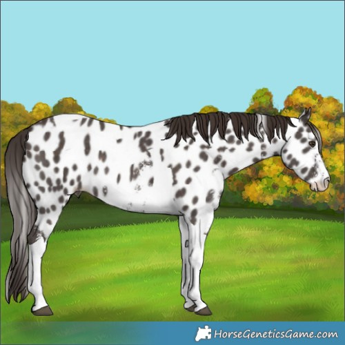 Horse Color:Liver Chestnut Sabino Tobiano Skewed Appaloosa Rabicano