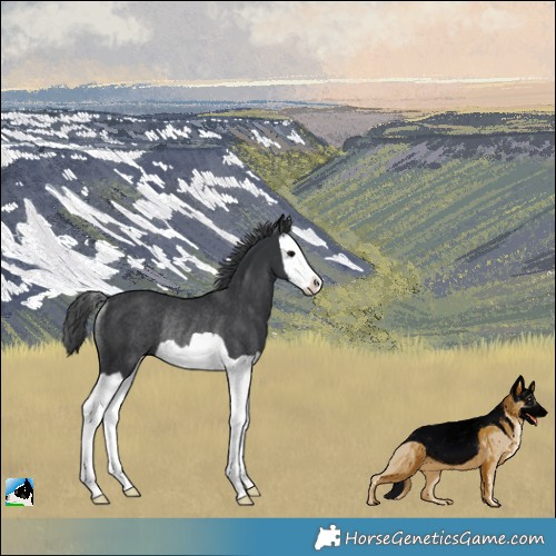 Horse Color:Black Splash Appaloosa Rabicano 