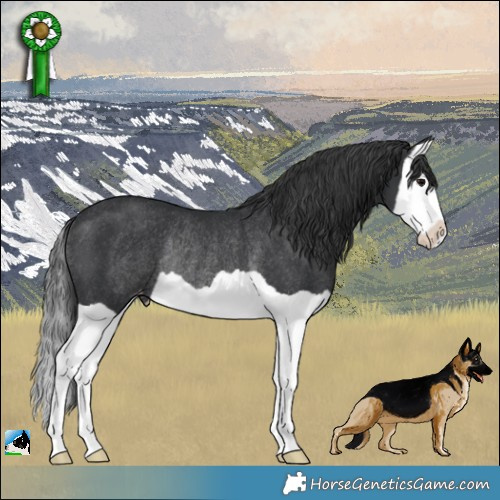 Horse Color:Black Splash Appaloosa Rabicano 