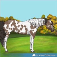 Horse Color:Liver Red Dun Tobiano Skewed LP Spotted Rabicano
