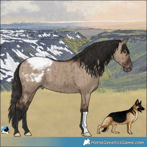 Horse Color:Liver Red Dun Appaloosa Brindle 