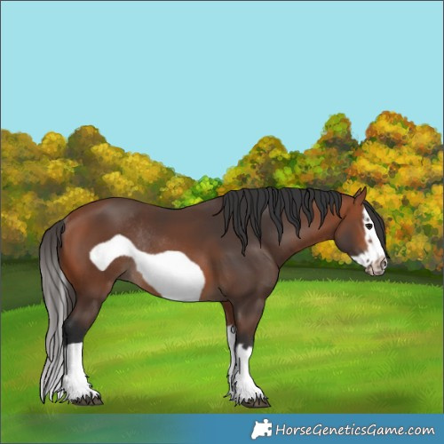 Horse Color:Bay Splash Frame Rabicano 