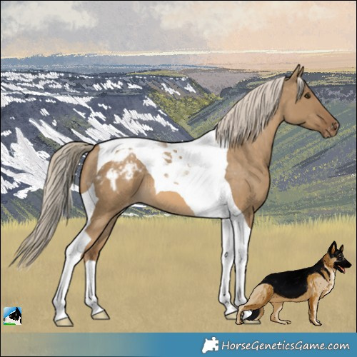 Horse Color:Chocolate Palomino Dun Tobiano Appaloosa