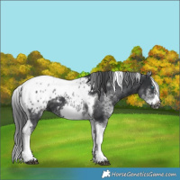 Horse Color:White Spotted Black Splash Tobiano Frame Appaloosa