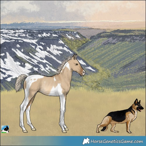 Horse Color:Chocolate Palomino Dun Tobiano Appaloosa Rabicano 