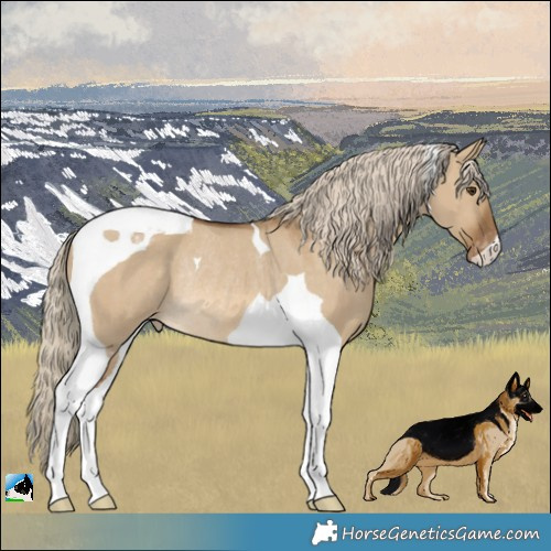 Horse Color:Chocolate Palomino Dun Tobiano Appaloosa Rabicano 