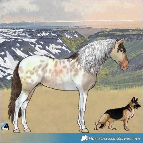 Horse Color:Bay Dun Tobiano Blanket Rabicano