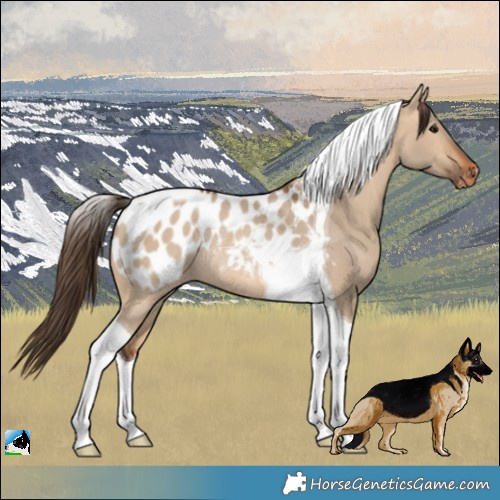 Horse Color:Bay Dun Tobiano Appaloosa Rabicano 