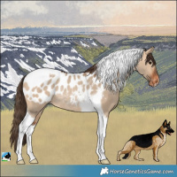 Horse Color:Bay Dun Tobiano Blanket Rabicano 