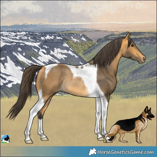 Horse Color:Buckskin Tobiano Rabicano