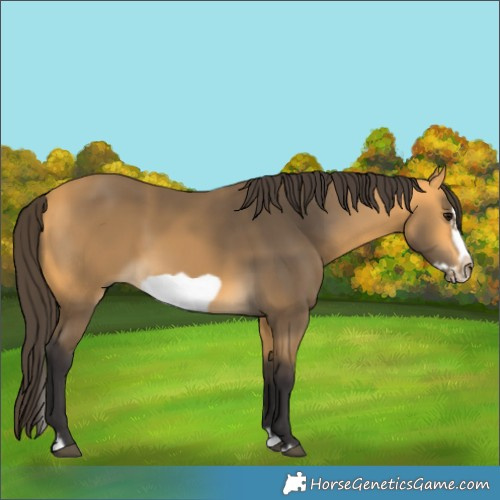 Horse Color:Buckskin Splash Frame Rabicano 