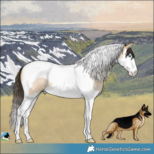 Horse Color:Buckskin Roan Splash Tobiano 