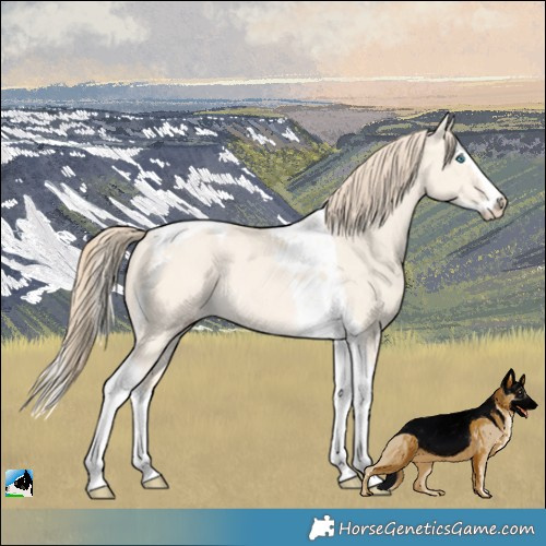 Horse Color:Perlino Dun Splash Tobiano Rabicano 
